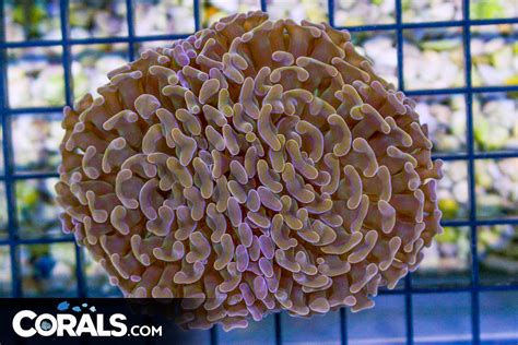 Rare Branching Hammer Frag Australia Orangeish Bronze Corals