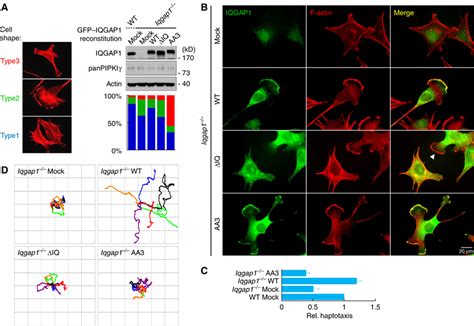 IQGAP1 Is A Novel Phosphatidylinositol 4 5 Bisphosphate Effector In