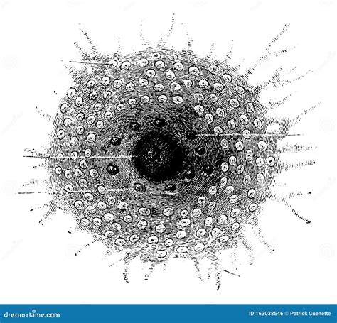 How science views nipple stimulation to induce pregnancy 6