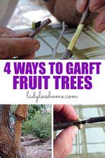 4 Techniques for Grafting Fruit Trees - Lady Lee's Home