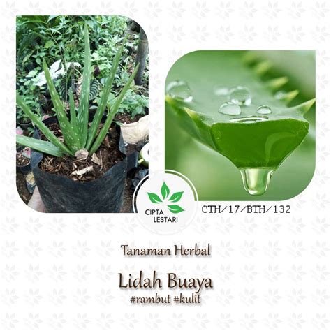 Jual Bibit Tanaman Lidah Buaya Aloe Vera Pohon Daun Obat Herbal