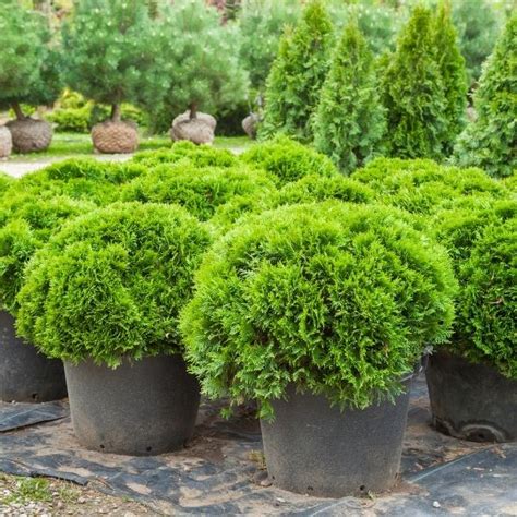 Dwarf Shrubs for Sale Online | Garden Goods Direct