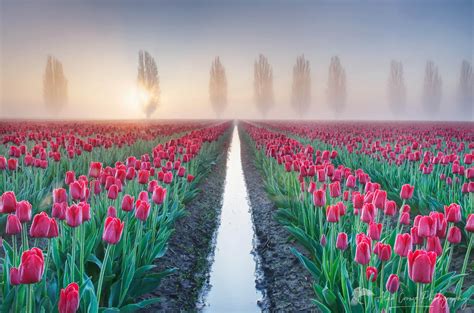 Skagit Valley Tulip Fields Sunrise - Alan Crowe Photography