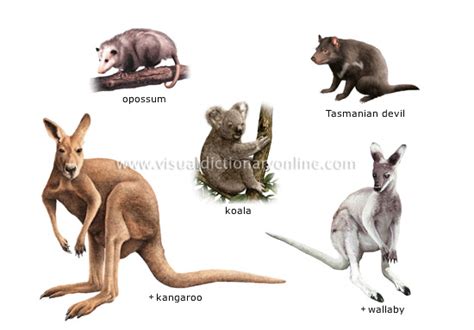 ANIMAL KINGDOM :: MARSUPIAL MAMMALS :: EXAMPLES OF MARSUPIALS image - Visual Dictionary Online