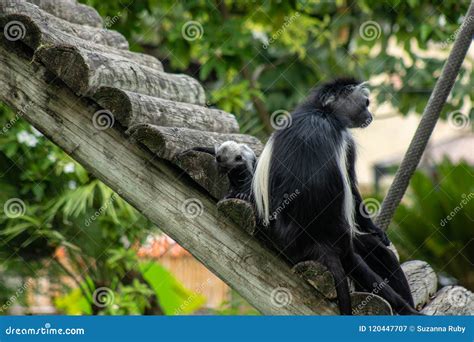 Angolan colobus monkey stock image. Image of colobus - 120447707