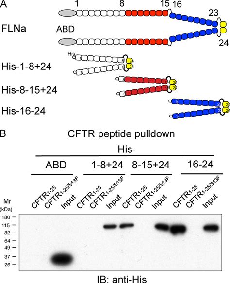 Mapping of CFTR-binding sites on FLNa. A, diagram of human FLNa and its ... 