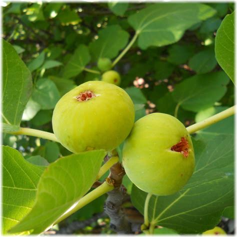 Инжир Медовый Белый — НикСад — Саженцы из Крыма / Доставка саженцев