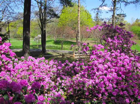 Brueckner Rhododendron Gardens: Rhododendron Gardens Tour Date May 23 ~ Rhodos, Azaleas ...