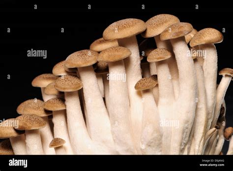 Buna Shimeji Brown Beech Mushrooms Stock Photo Alamy