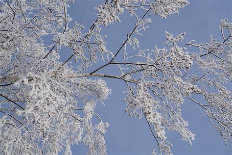 Sucursales Árbol Invierno Foto gratis en Pixabay Pixabay