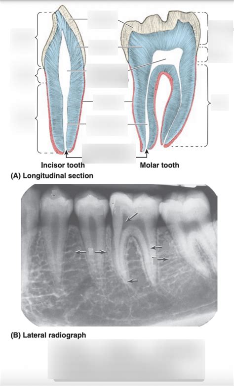 Label the Teeth Diagram | Quizlet