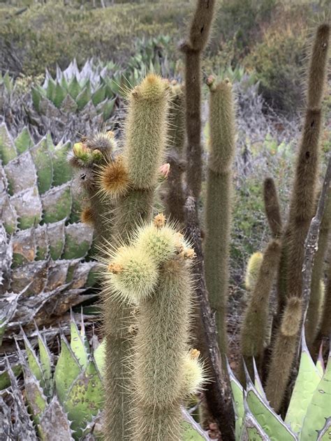 Golden Spined Cereus From Ramal A Observatorio San Pedro M Rtir