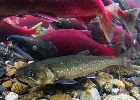 Future Challenges for Salmon and the Freshwater Ecosystems of Southeast ...