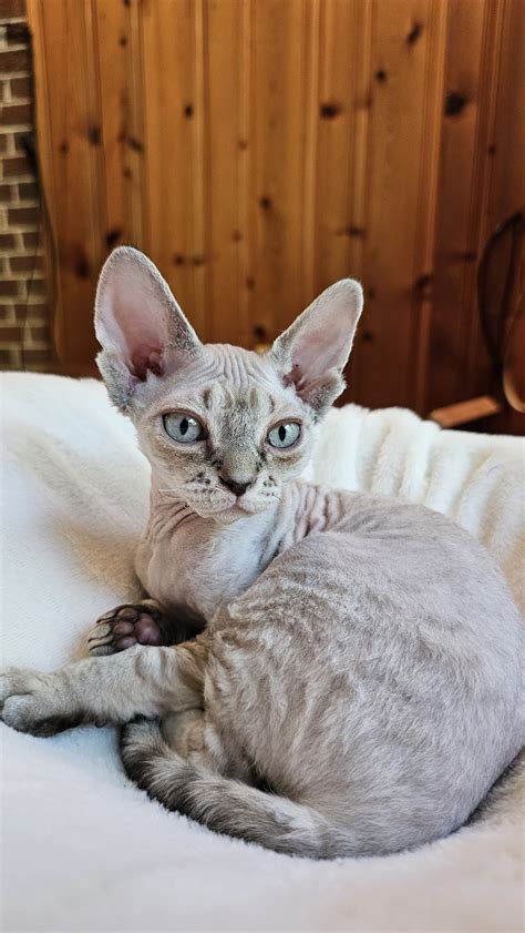 Devon Rex Kittens in Virginia - Lynx Point