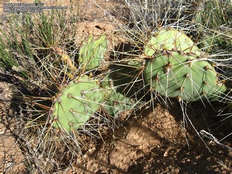 Plantfiles Pictures Opuntia Species Mojave Prickly Pear Tulip