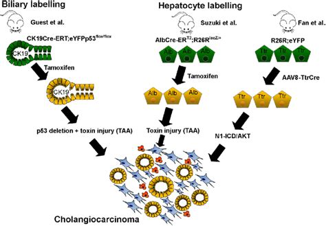 The Cell Of Origin Of Cholangiocarcinoma Schematic Micrograph Of