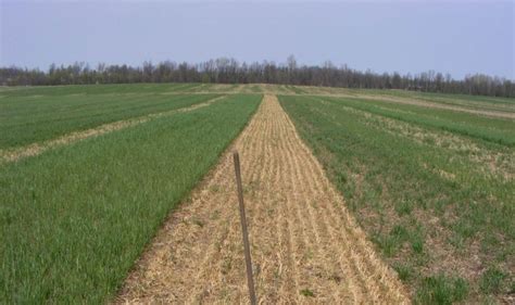 Harvesting Cover Crops for Emergency Fall Forage - Plant Cover Crops