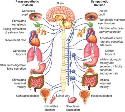 Classification Of The Nervous System Autonomic Nervous System