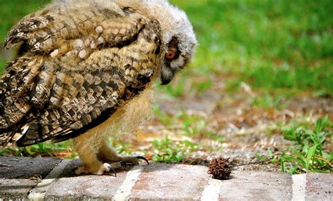 Curious Baby Bard Owl Photograph by Deborah M Rinaldi