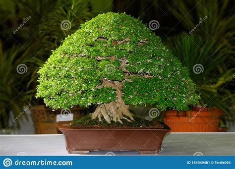 Un Bel Arbre Bonsai Dans Un Bocal Image Stock Image Du Houseplant