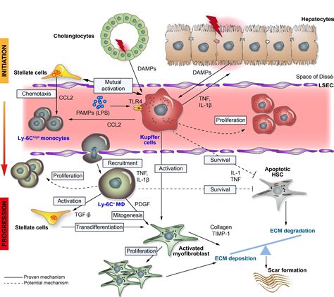 Macrophage Heterogeneity In Liver Injury And Fibrosis Journal Of