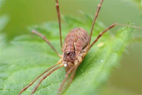 How Long After Mating Does A Female Tarantula Lay Eggs? - Tarantula Zone