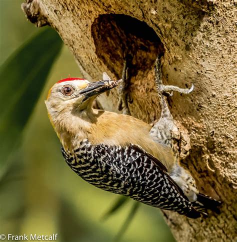 Hoffmann S Woodpecker Male Arrives With A Snack Melanerpes Flickr