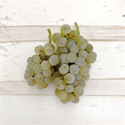 2020 Chardonnay Frozen Wine Grape Must Kit with Yeast and Additives