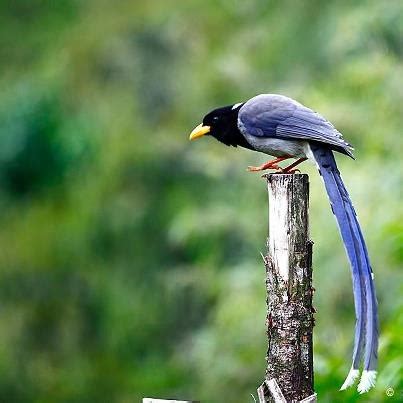 Yellow Billed Blue Magpie Urocissa Flavirostris From Upper Neora