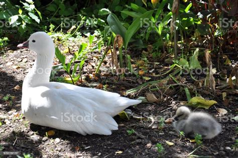 White Duck And Baby Duck Chilling Together Stock Photo - Download Image ...