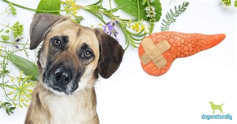 Natural Remedies For Pancreatitis In Dogs | Dogs Naturally