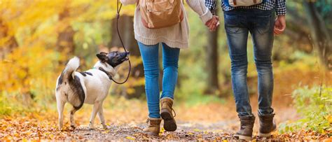 Cómo pasear correctamente a un perro Bekia Mascotas