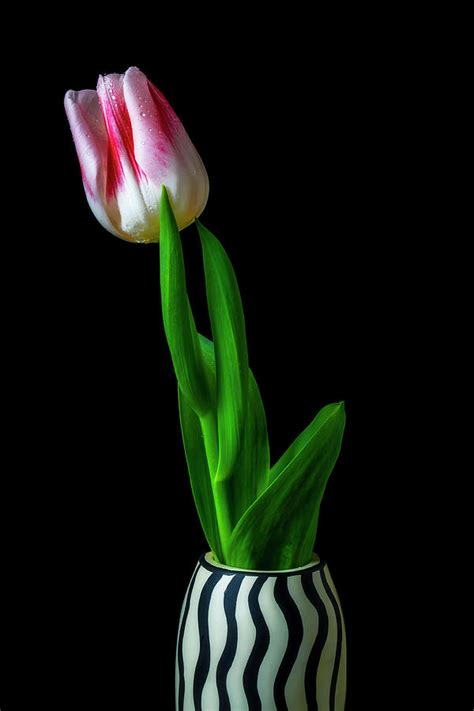 Wonderful Tulip In Striped Vase Photograph By Garry Gay Fine Art America