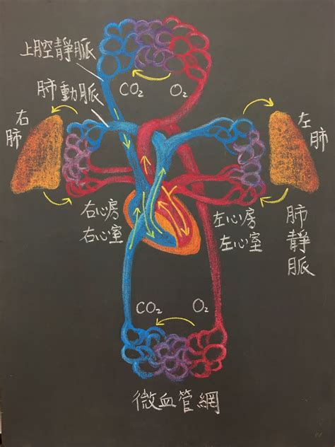 Grade Seven Physiology en 2024 Fisiología Anatomía Biología