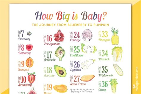 Fetal Growth Chart Fruit