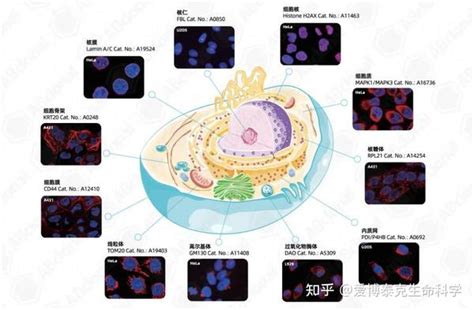 超全攻略 ！一文理清免疫荧光实验步骤、技巧及疑难问题 知乎