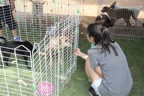 Feira De Ado O De C Es Acontece Neste Domingo Em Barueri Correio