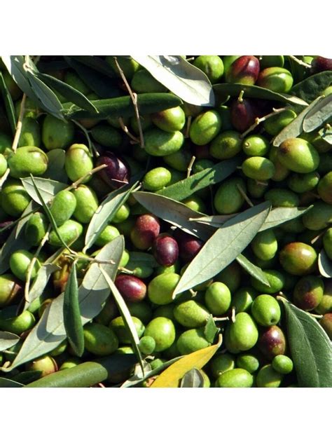 Купить Семена Олива Европейская 'Olea Europaea' в интернет-магазине ...