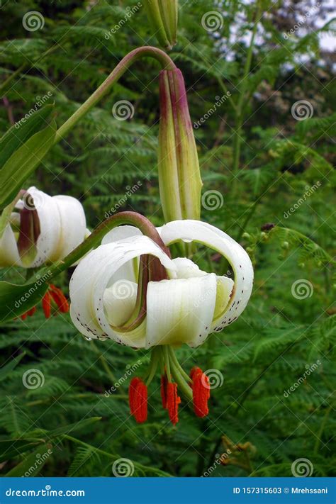 Lilium Ledebourii Flower Closeup Stock Image Image Of Ledebourii