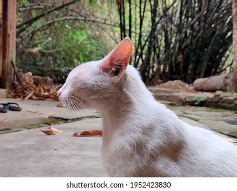 6 891 Nice Pussy Images Stock Photos Vectors Shutterstock