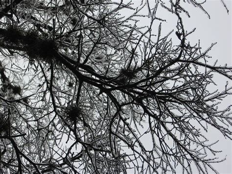 Frozen Cedar Elm Austin Ice Storm J Neuberger Flickr