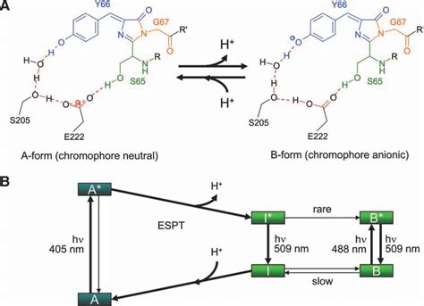 Reversible Deprotonation Of The Gfp Chromophore Gives Rise To Two