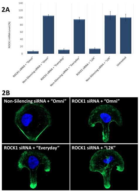 Avalanche® Everyday Transfection Reagent Ez Biosystems