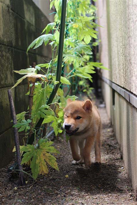 狭い庭でも工夫次第で素敵な空間に わんちゃんと楽しく過ごすお庭にも スタッフブログ 京都府宇治市京都市滋賀県のエクステリア外構工事お