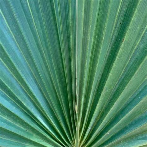 Sabal minor Dwarf Palmetto Palm | Elderberry Creek Farm and Nursery ...