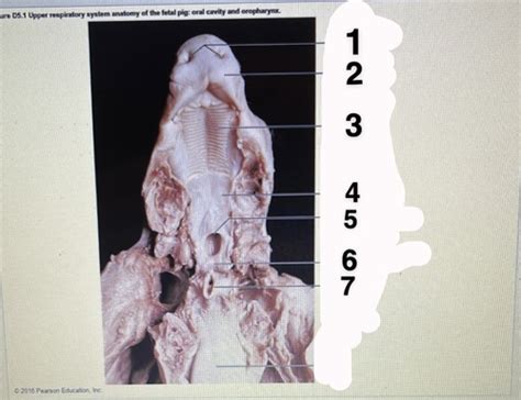 Fetal Pig Respiratory And Digestive Systems Flashcards Quizlet