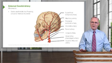 Head and Neck Anatomy – Online Medical Course | Start for Free!