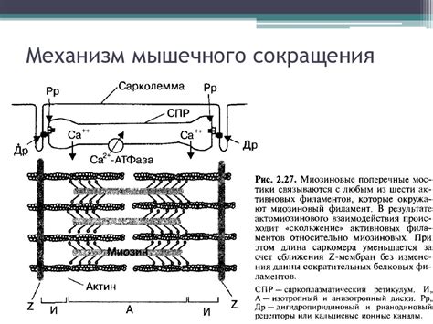Нервно-мышечный аппарат - презентация онлайн