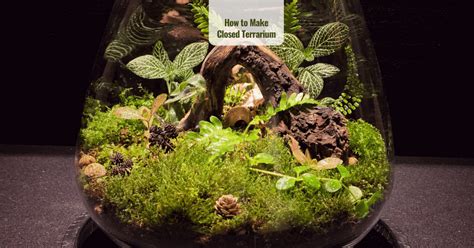 How to make Closed Terrarium with Moss & Houseplants