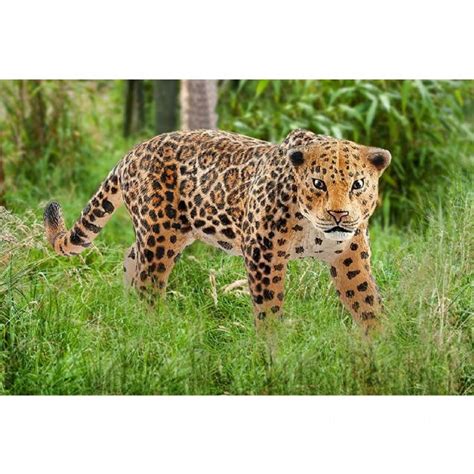 Jaguar Schleich Wild Life 14769 Shop Eurotoysdk